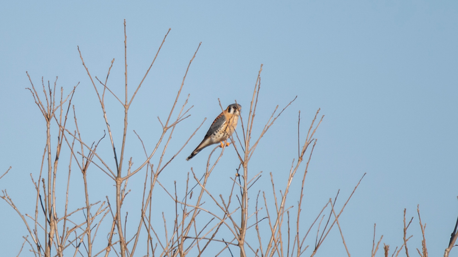 American kestrel perched on a bare tree