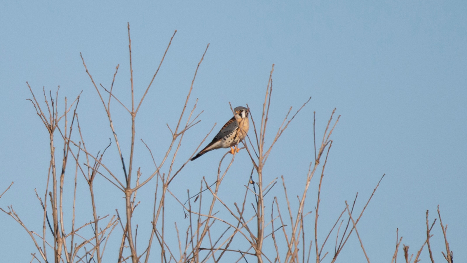 American kestrel perched on a bare tree