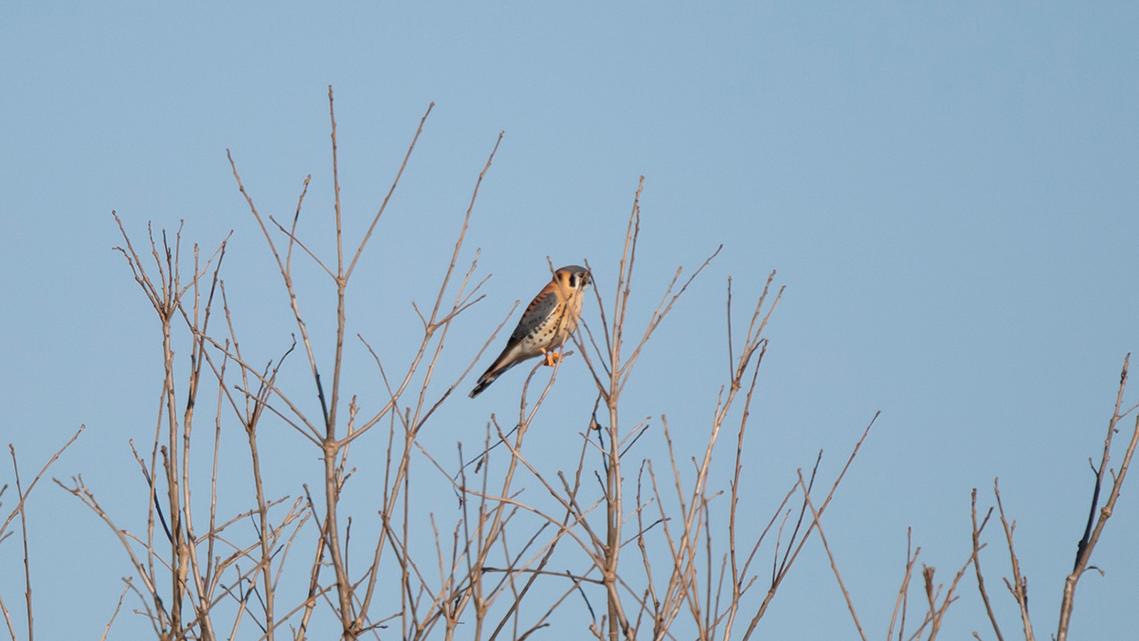 American kestrel perched on a bare tree
