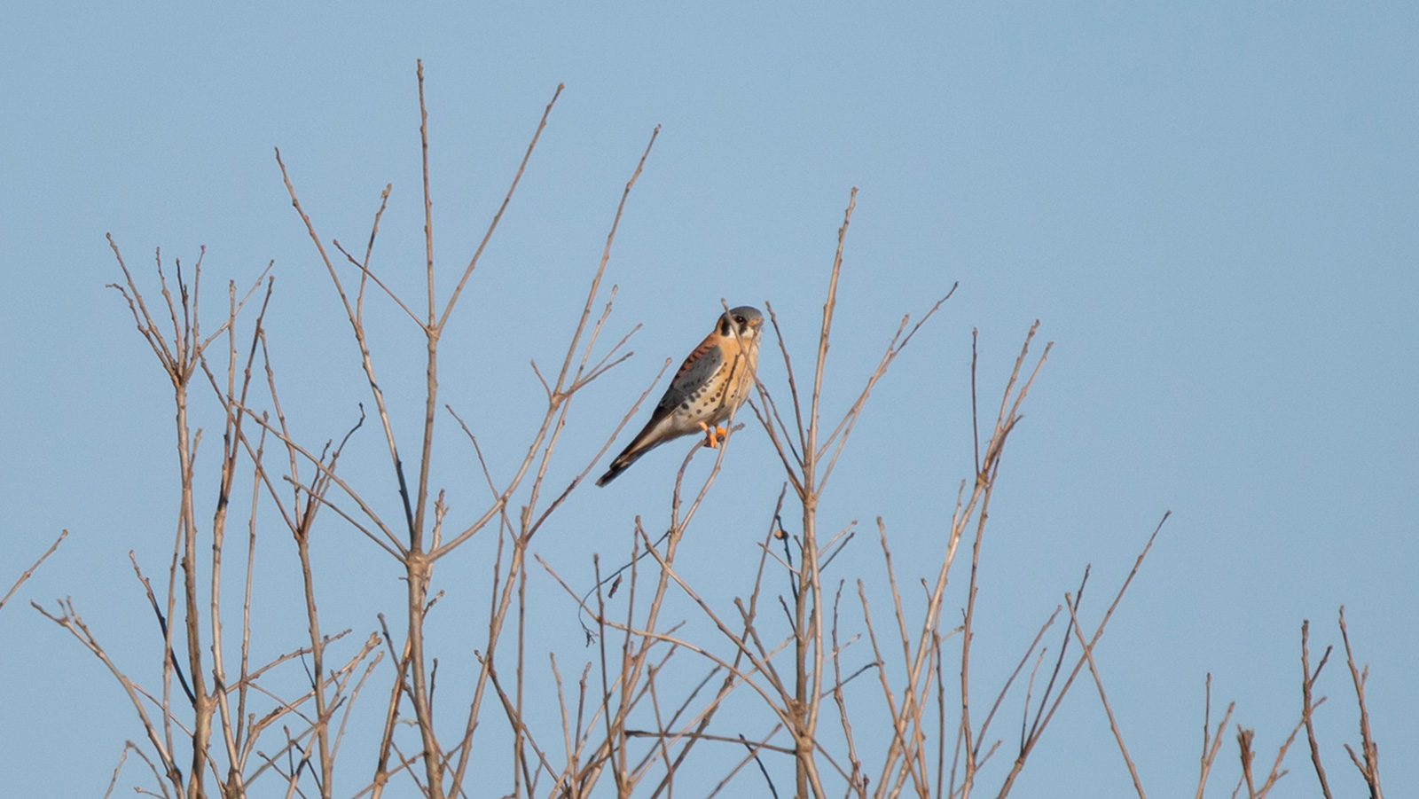 American kestrel perched on a bare tree