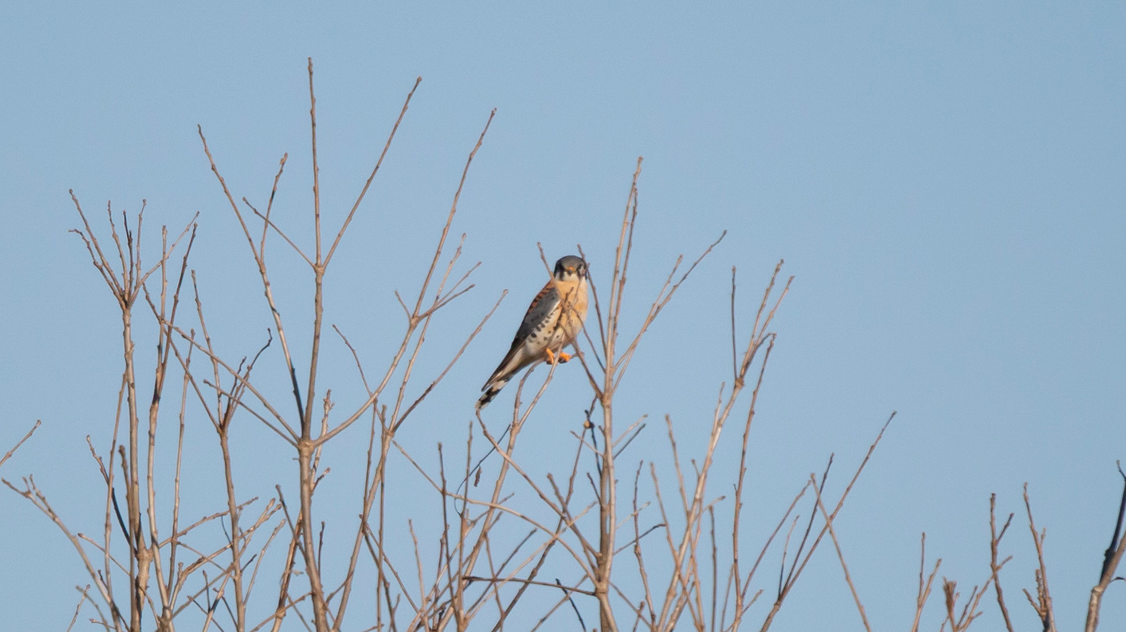 American kestrel perched on a bare tree
