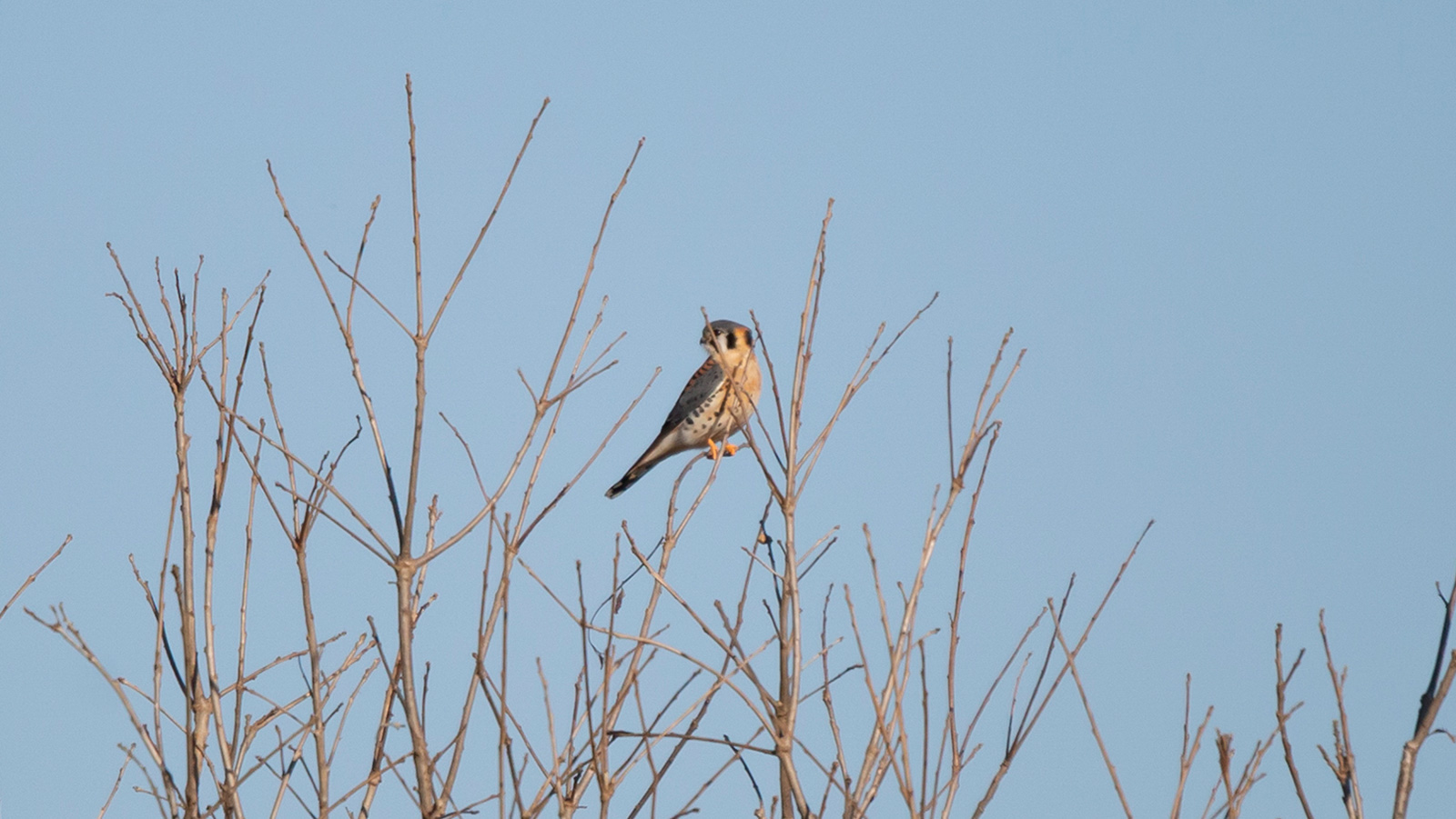 American kestrel perched on a bare tree