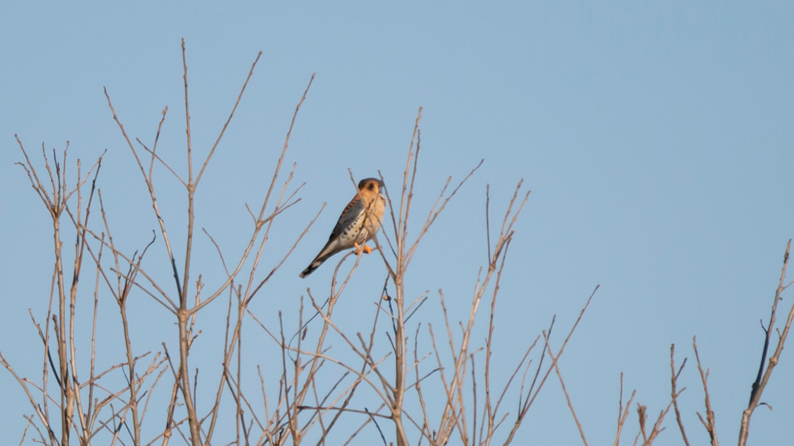 American kestrel perched on a bare tree