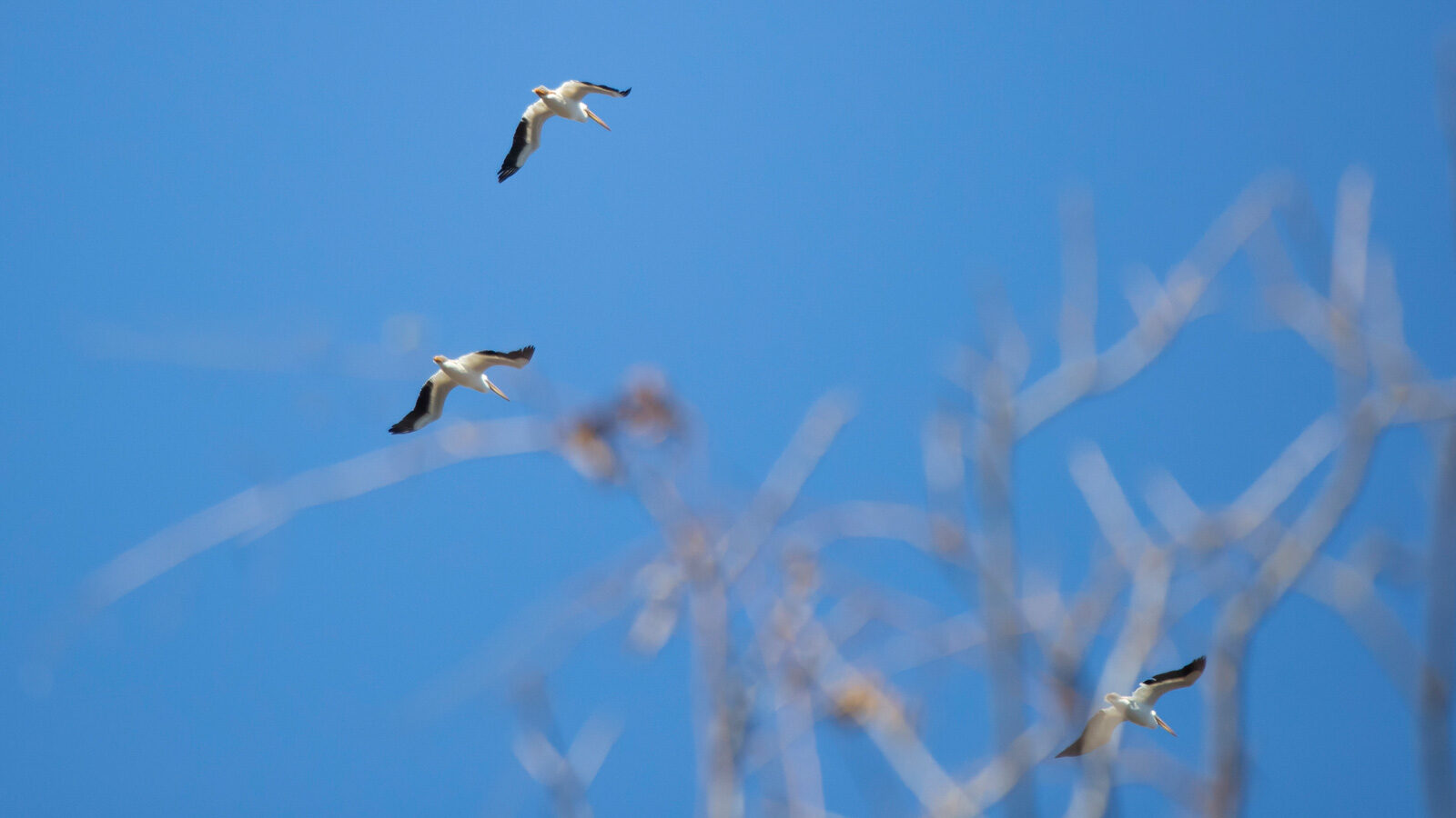 American white pelicans flying in a blue sky