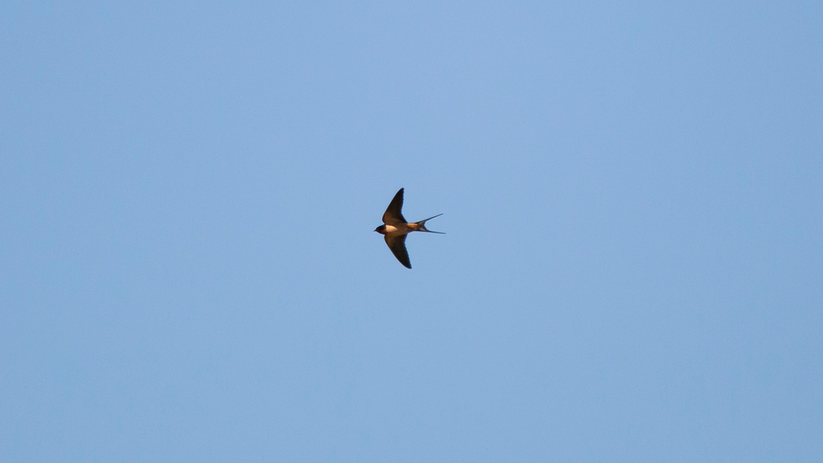 Barn swallow soaring through a blue sky
