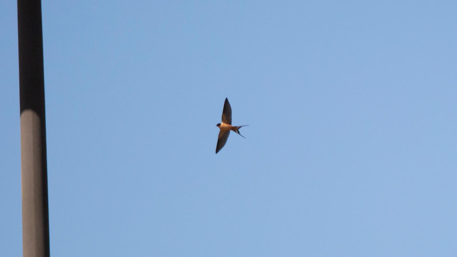 Barn swallow soaring through a blue sky