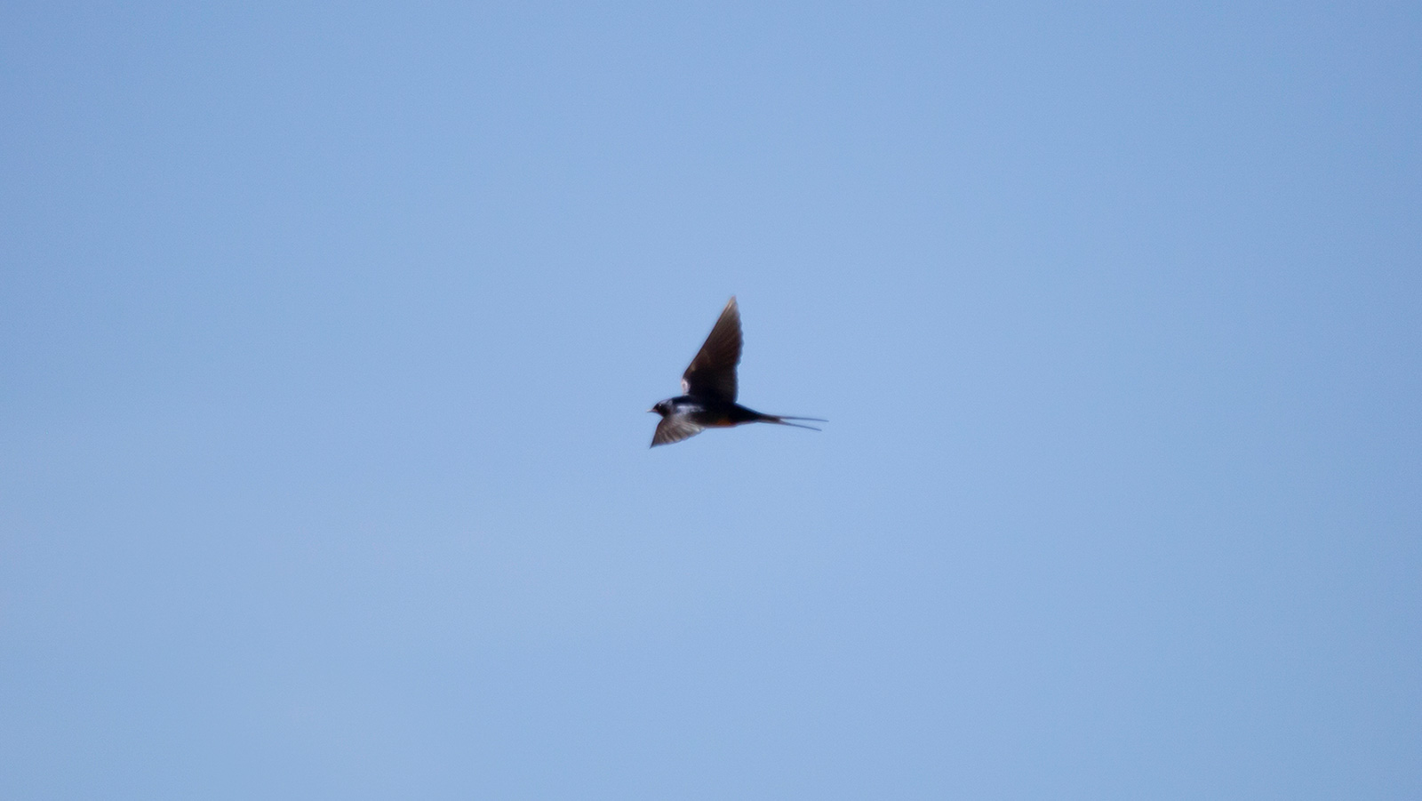Barn swallow soaring through a blue sky