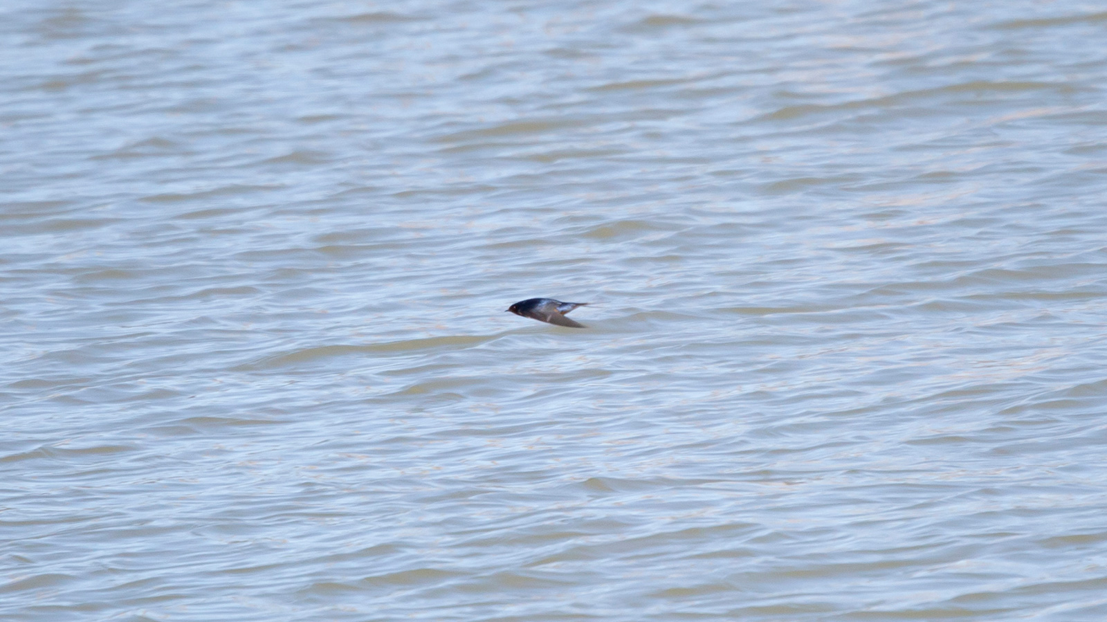 Barn swallow flying above water