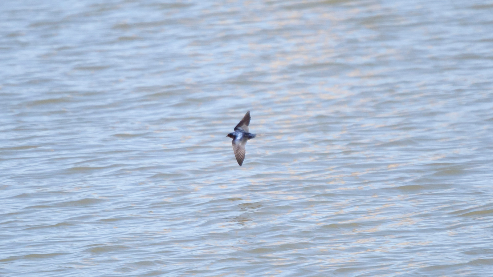 Barn swallow flying above water