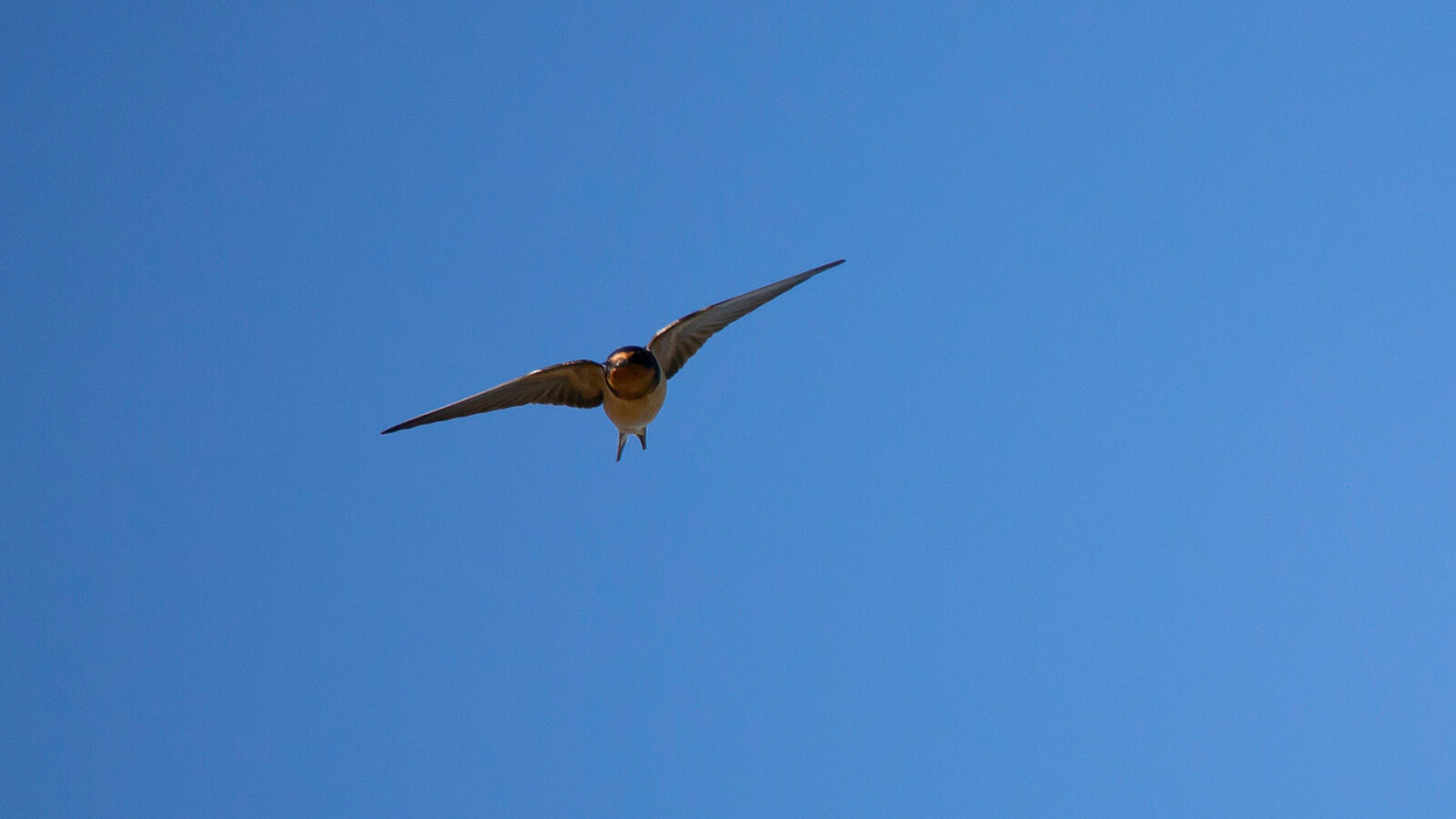 Barn swallow soaring through a blue sky