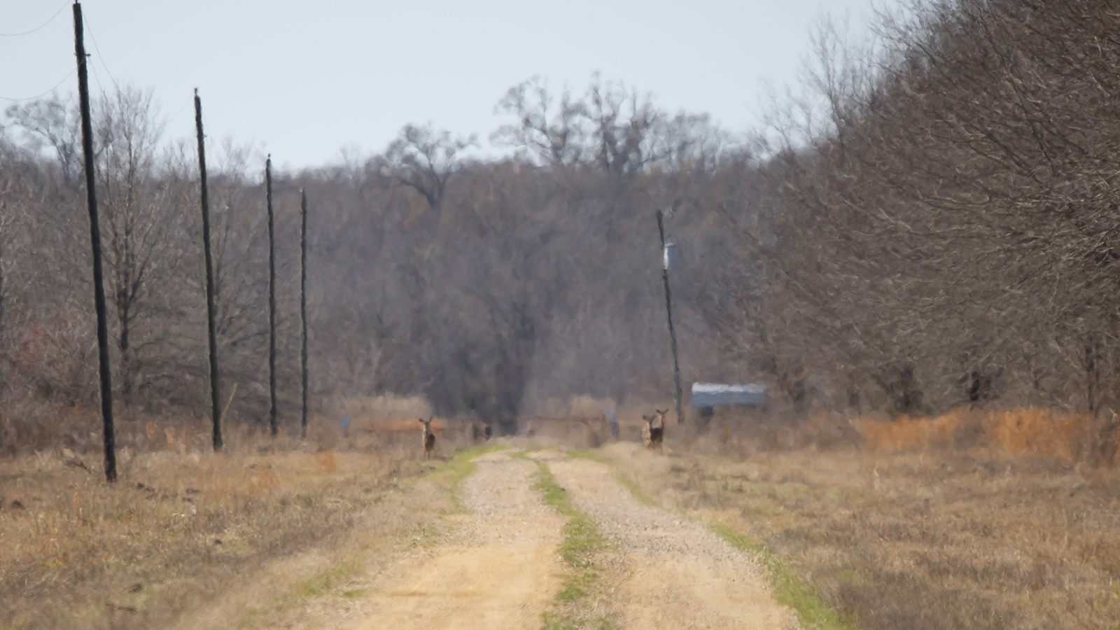Dirt road lined with trees on one side and electric poles on the other and blurred white-tailed deer at the end of it