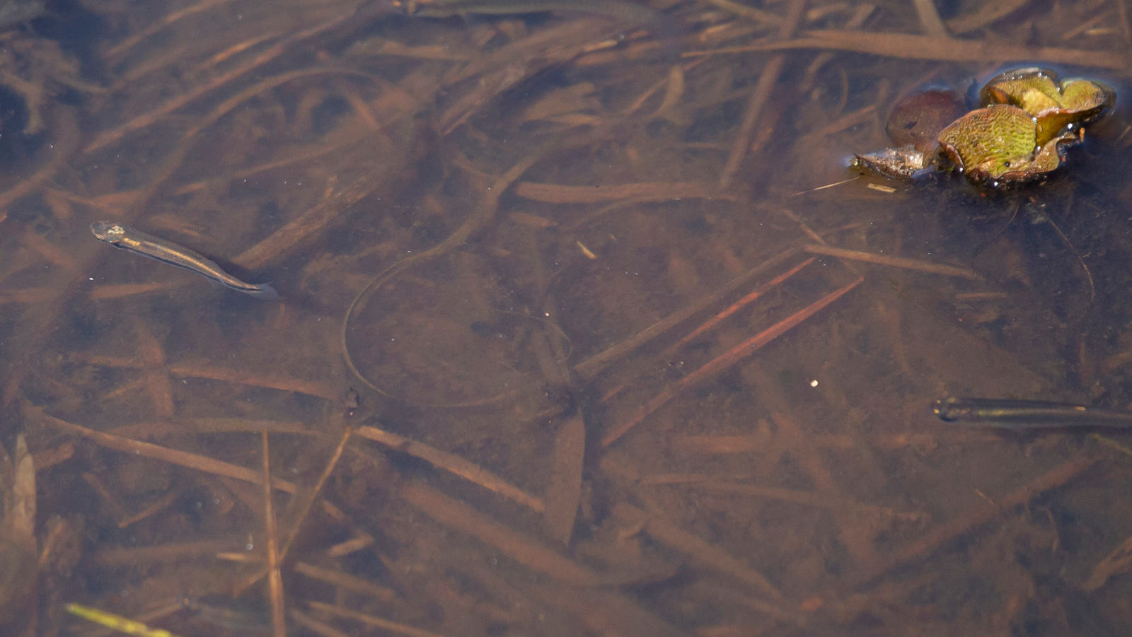 Two blackstripe topminnows swimming