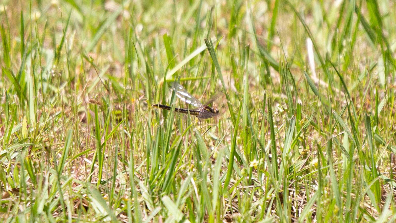 Female blue dasher dragonfly flying close to the ground