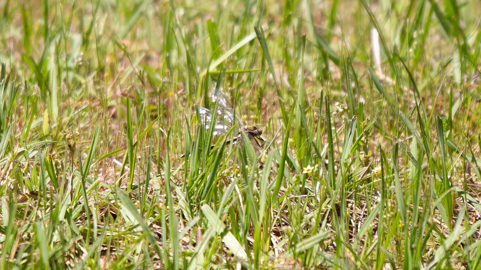 Female blue dasher dragonfly flying close to the ground