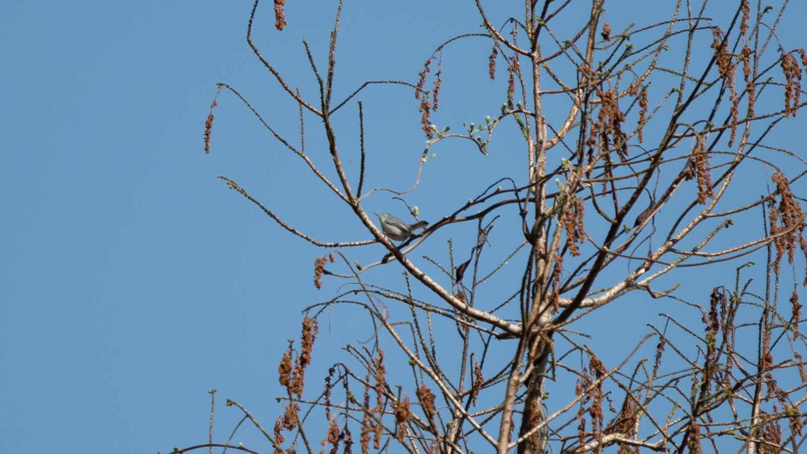 Blue-gray gnatcatcher looking up