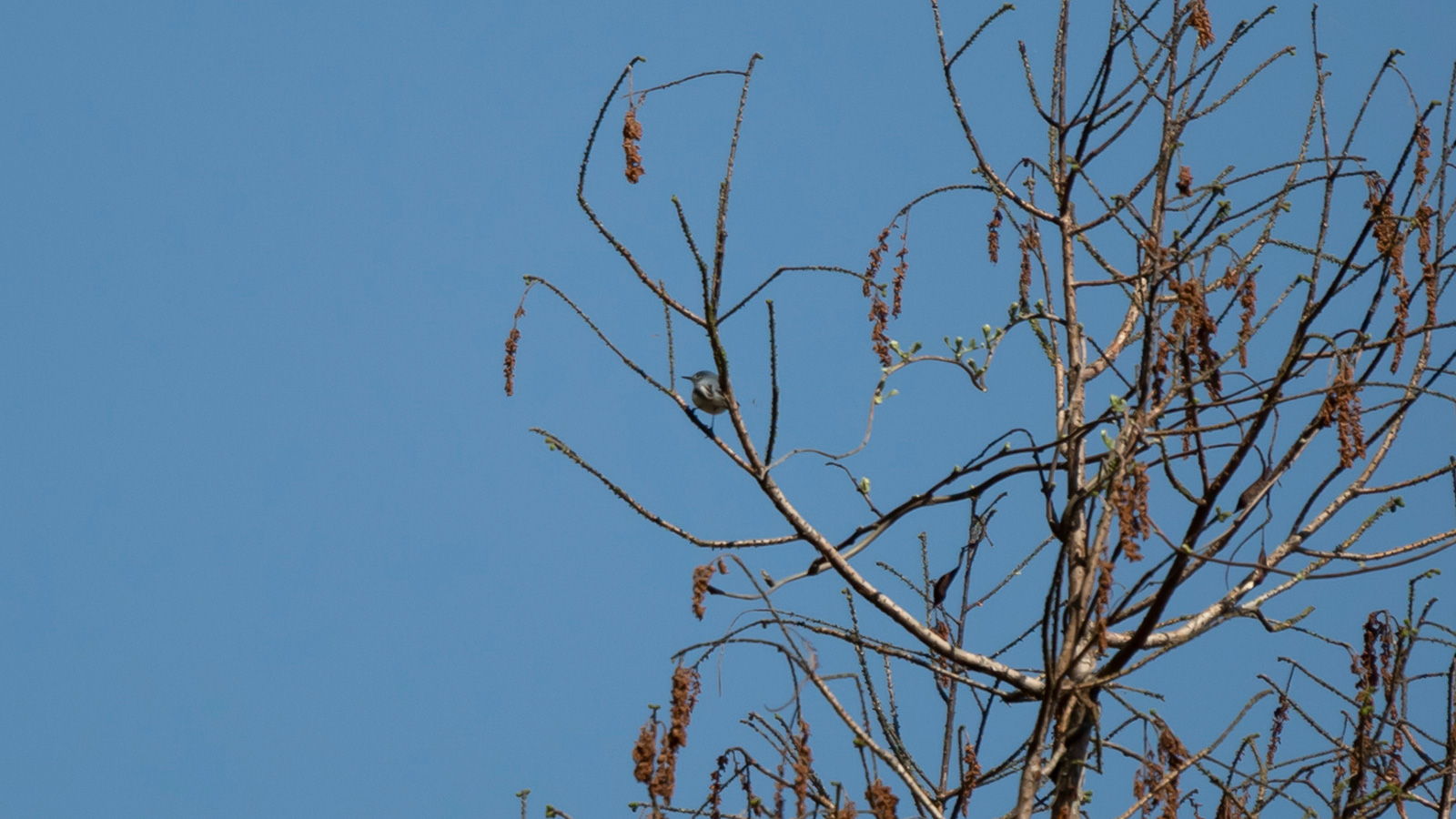 Blue-gray gnatcatcher in a bare tree