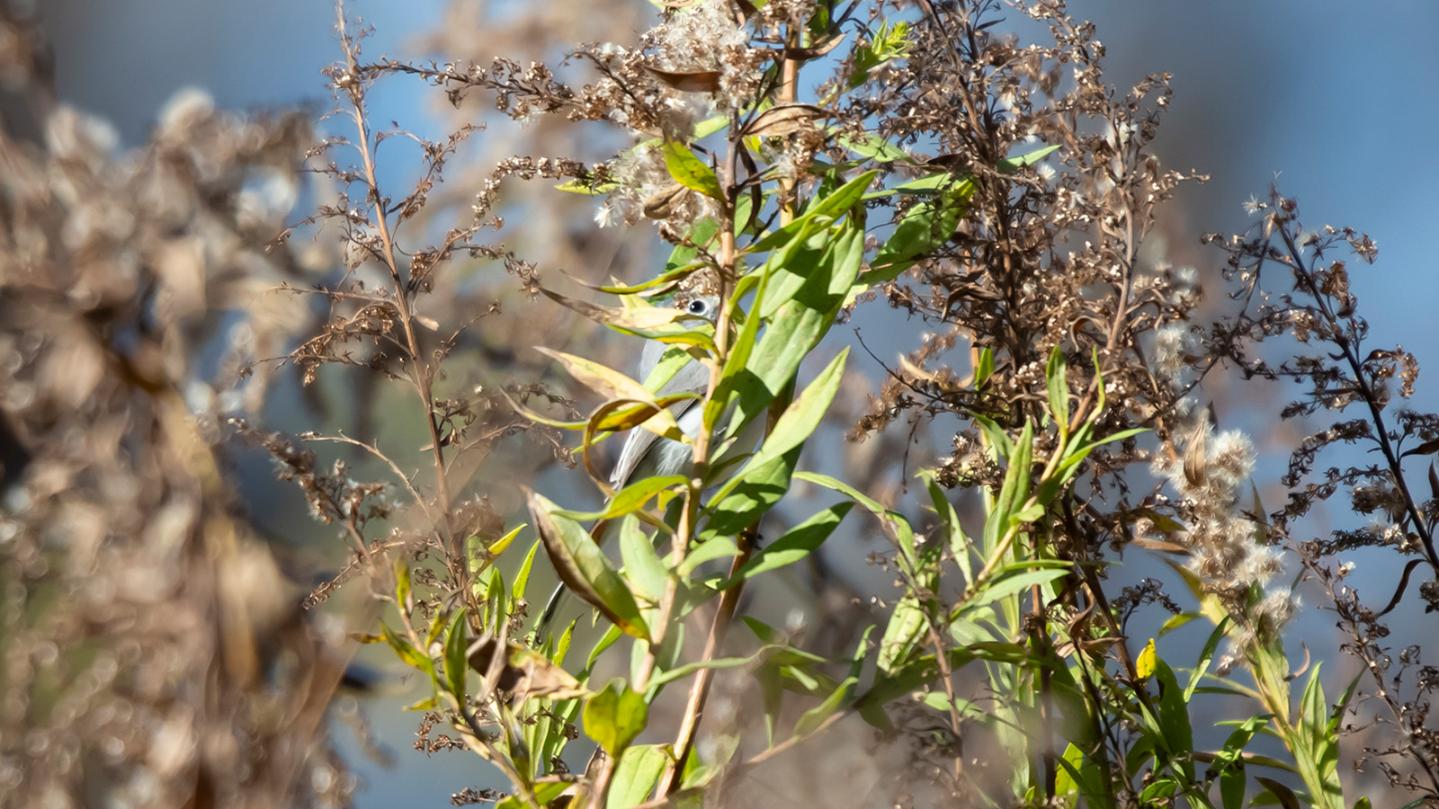 Blue-gray gnatcatcher hidden behind vegetation