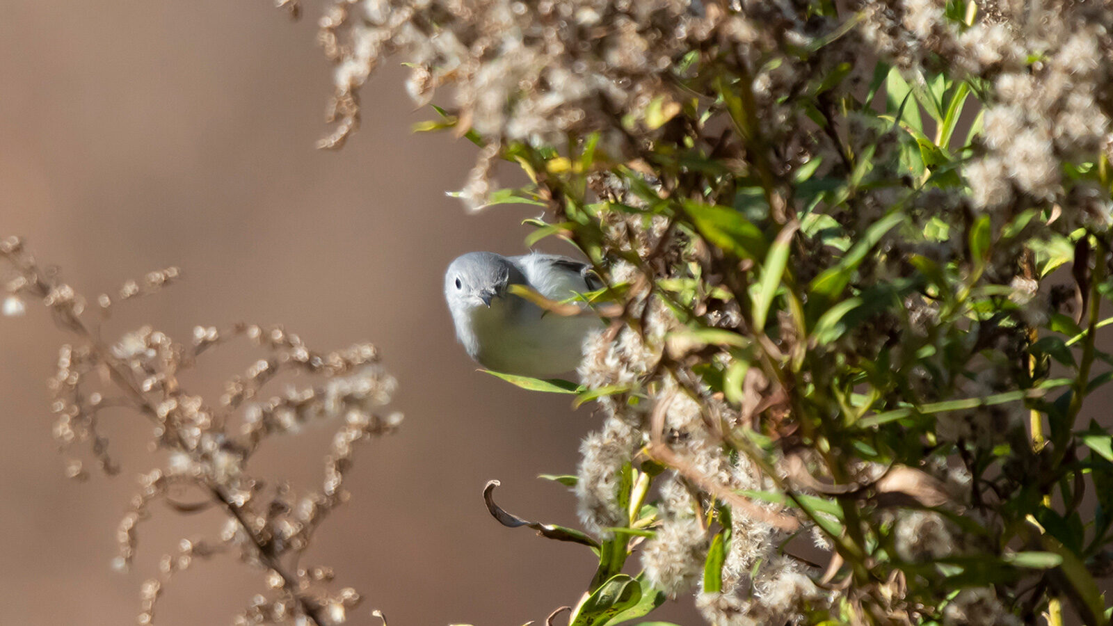 Blue-gray gnatcatcher looking out from behind vegetation