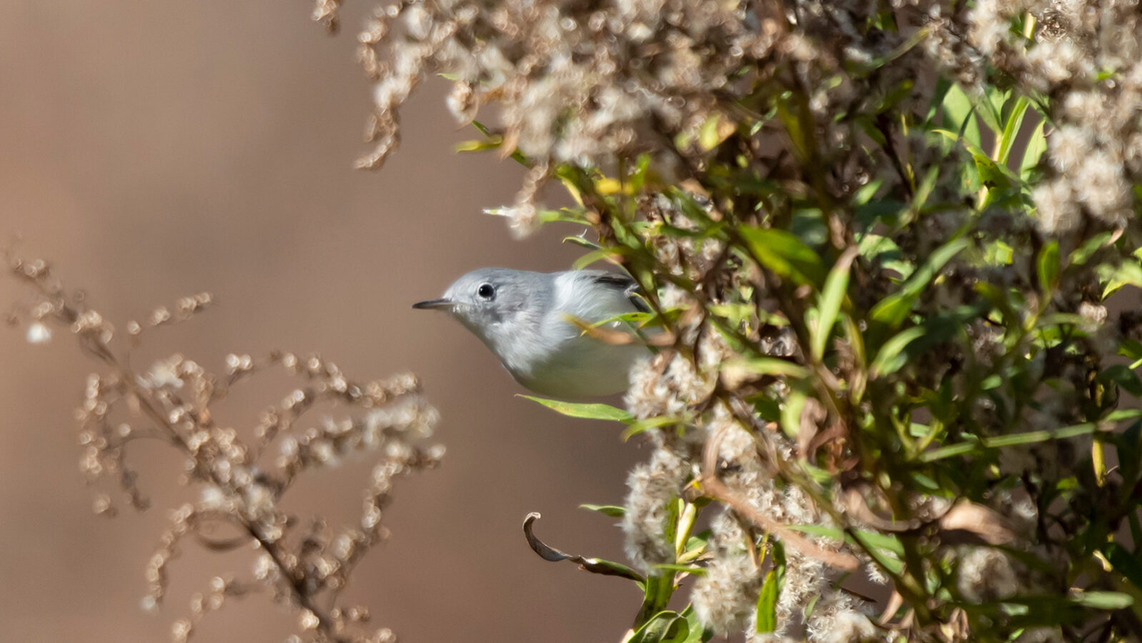 Blue-gray gnatcatcher looking out from behind vegetation