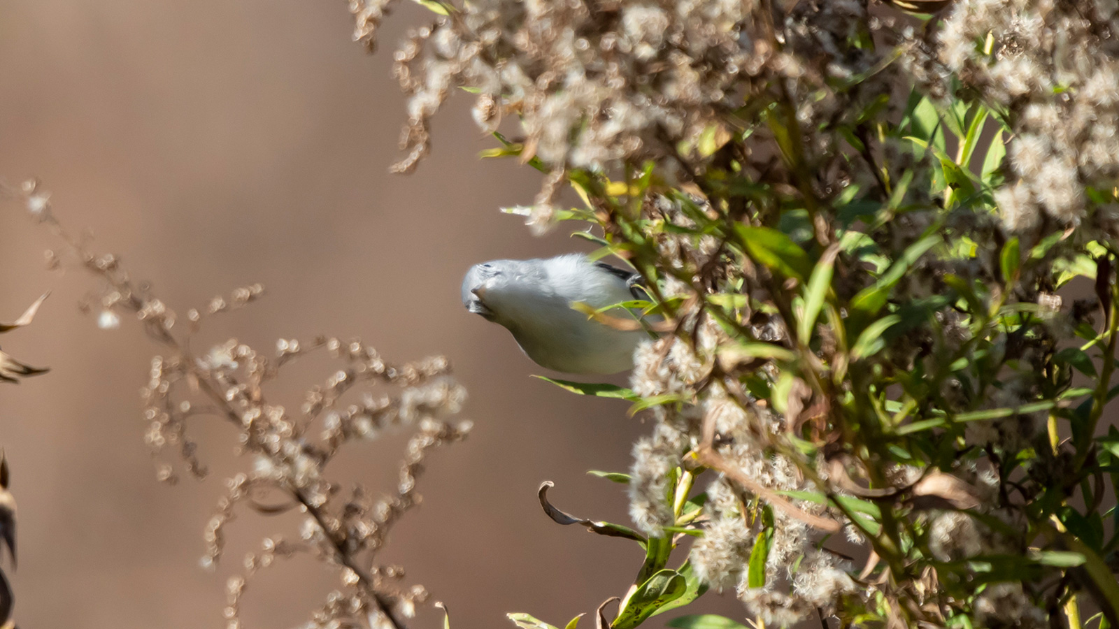 Blue-gray gnatcatcher looking out from behind vegetation