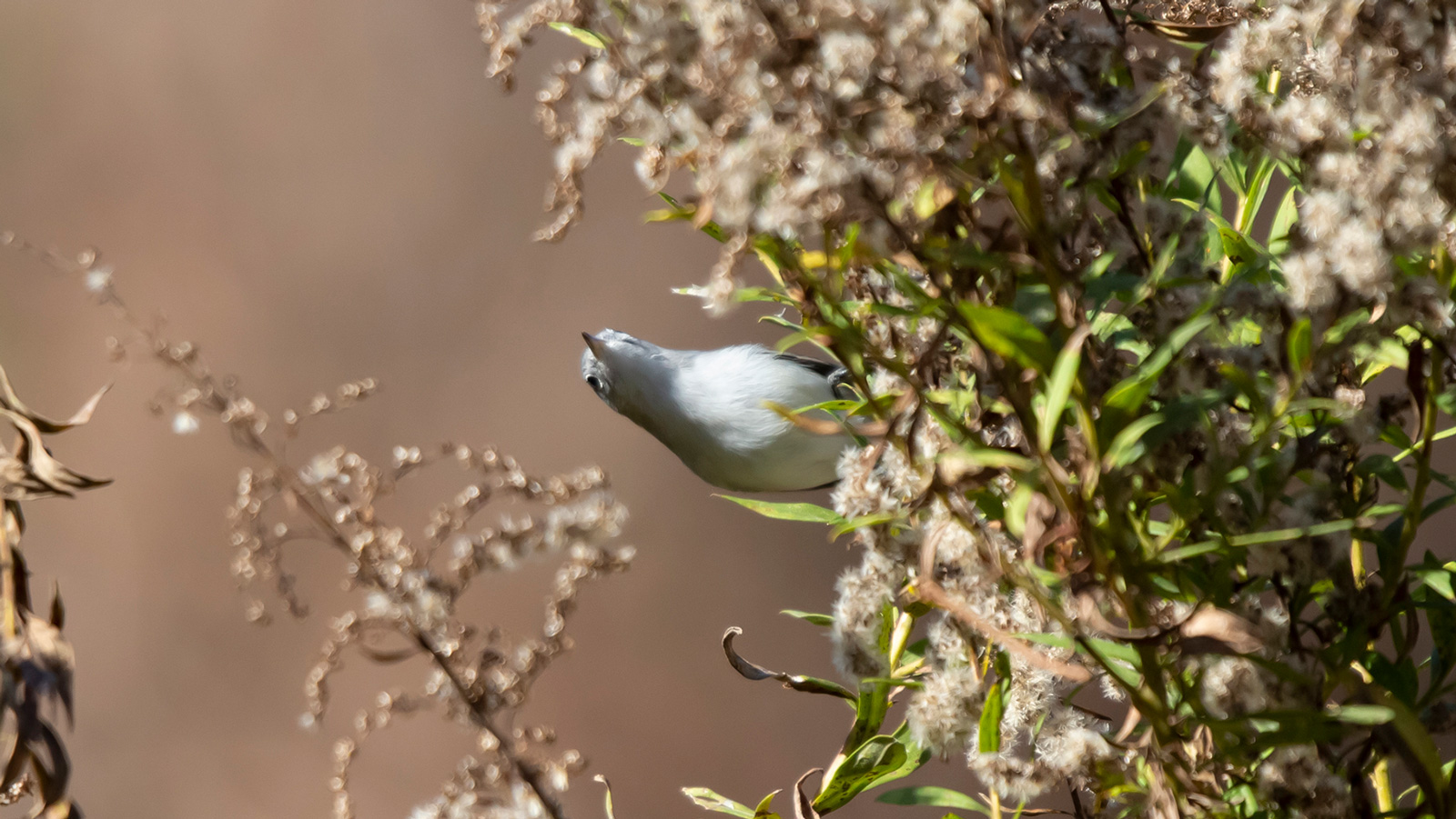 Blue-gray gnatcatcher looking out from behind vegetation
