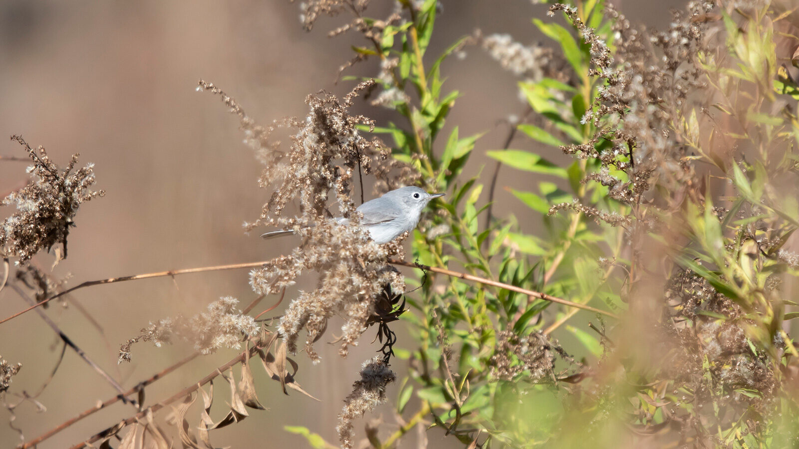 Blue-gray gnatcatcher perched on a vine