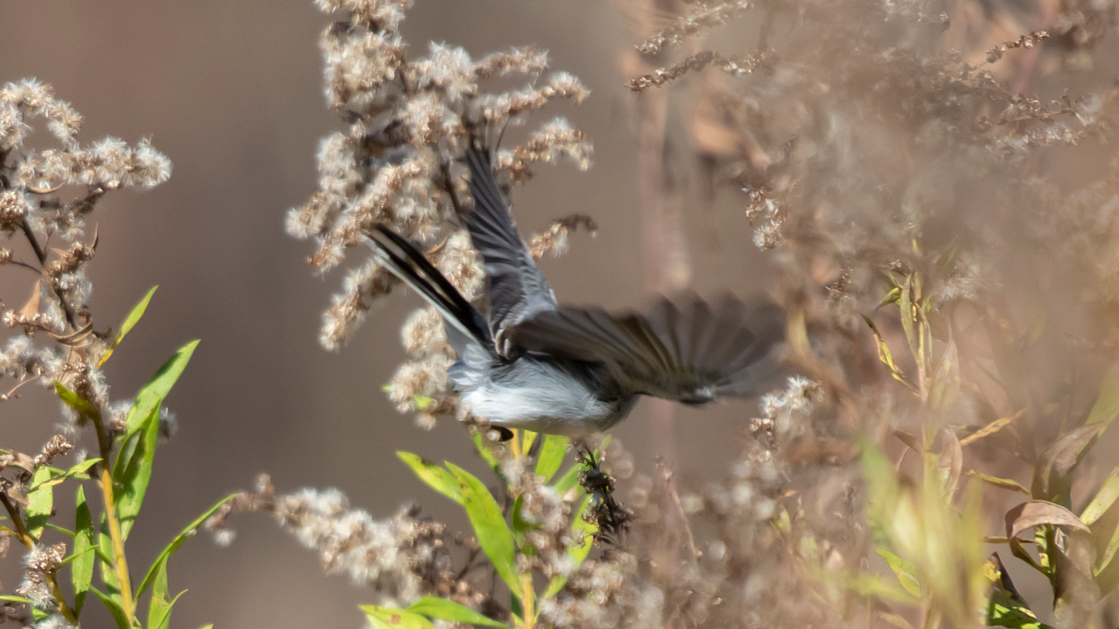 Blue-gray gnatcatcher hovering past vegetation