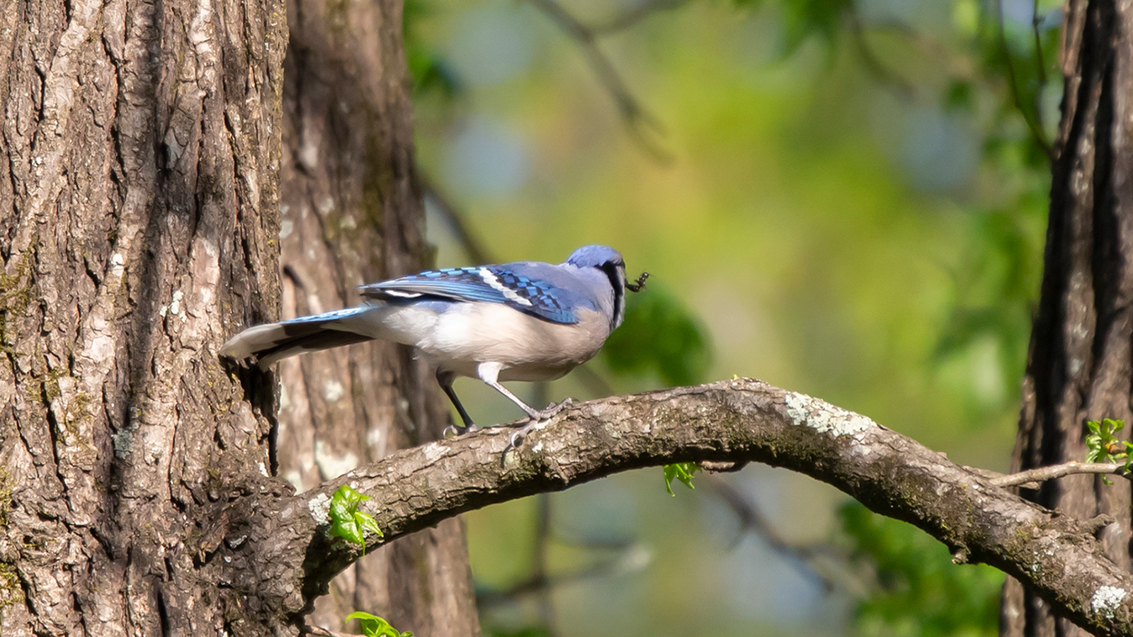 Blue Jay