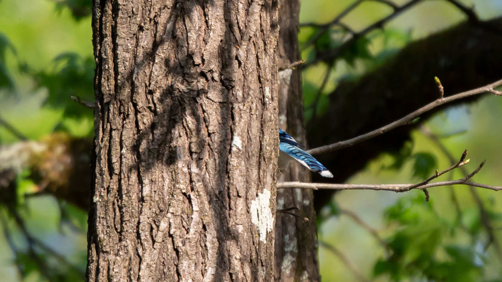 Blue jay standing on a limb