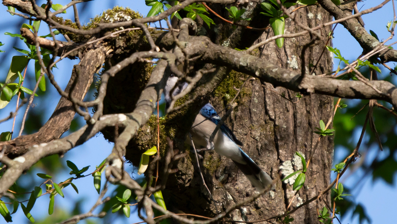 Blue jay partially hidden behind a branch