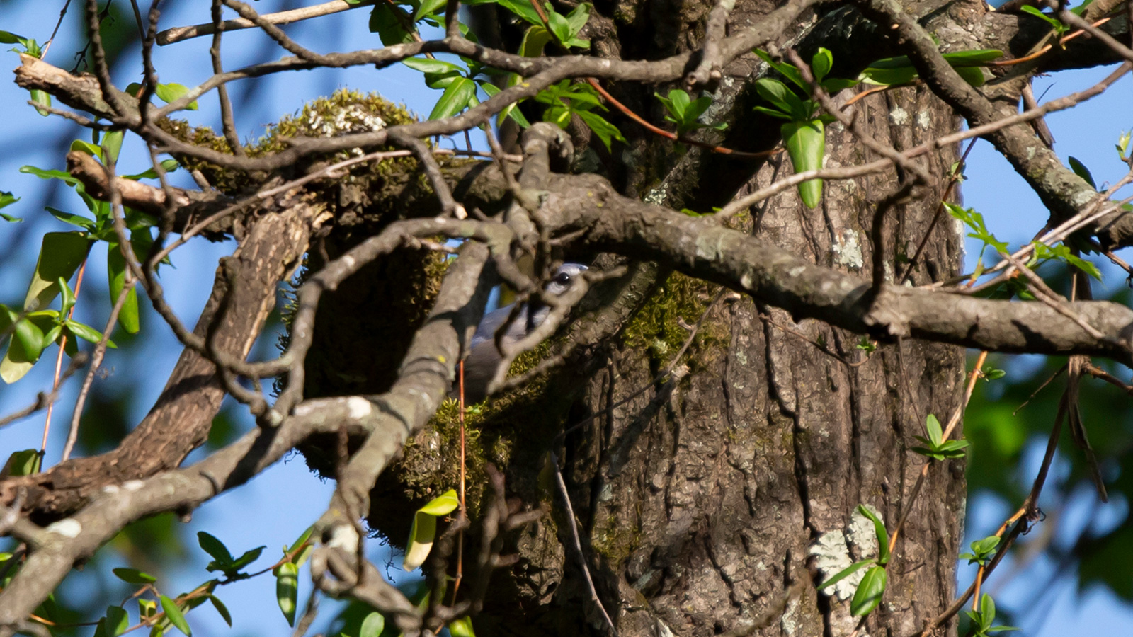 Blue jay hidden in a tree