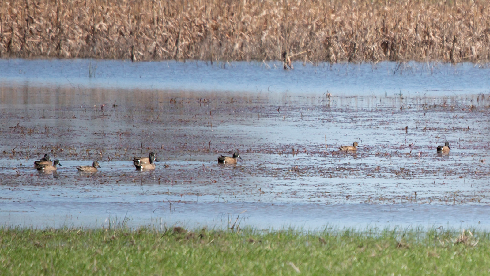 Blue-Winged Teal