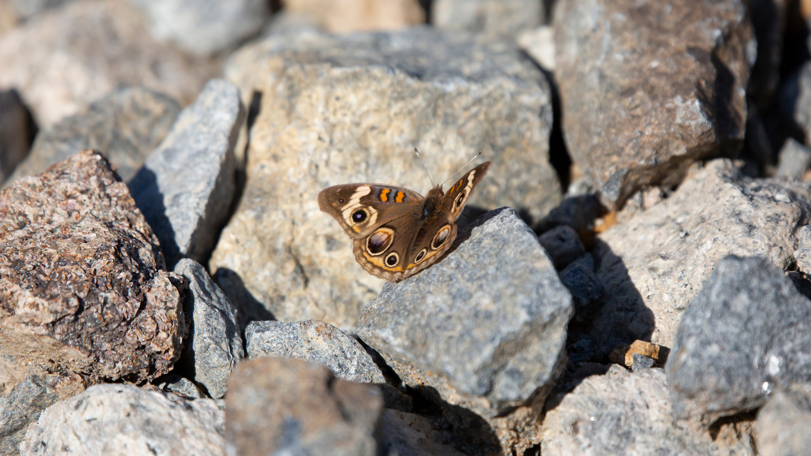 Common buckeye butterfly standing on a stone