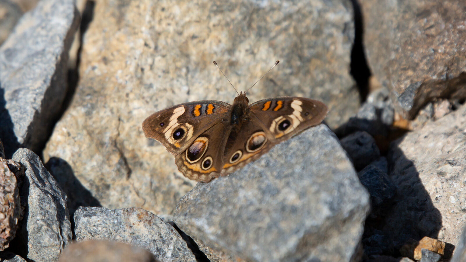 Common buckeye butterfly standing on a stone