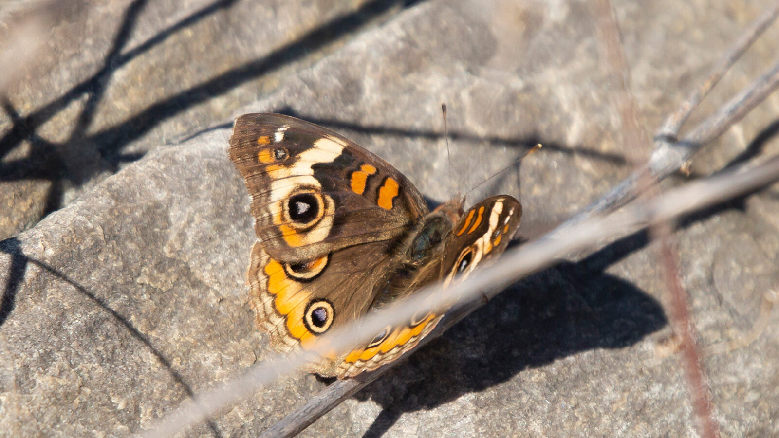 Common buckeye standing on a twig above the ground
