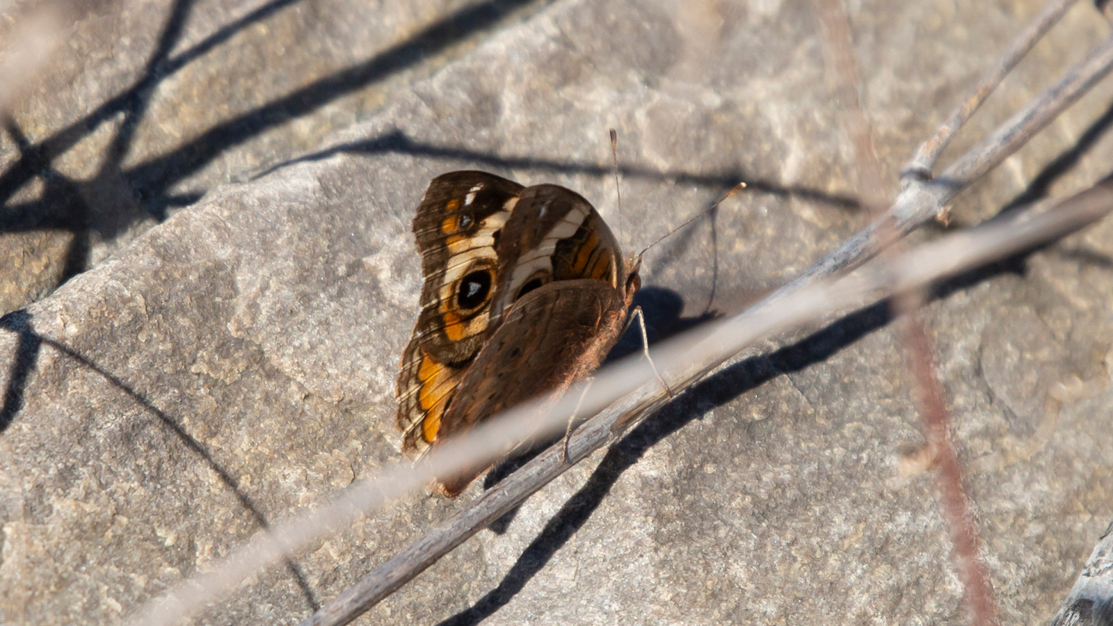 Common buckeye standing on a twig above the ground