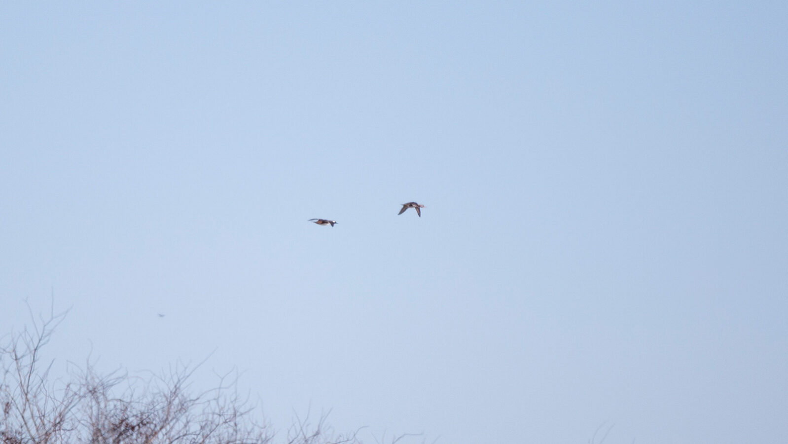 Pair of bufflehead ducks flying in the sky