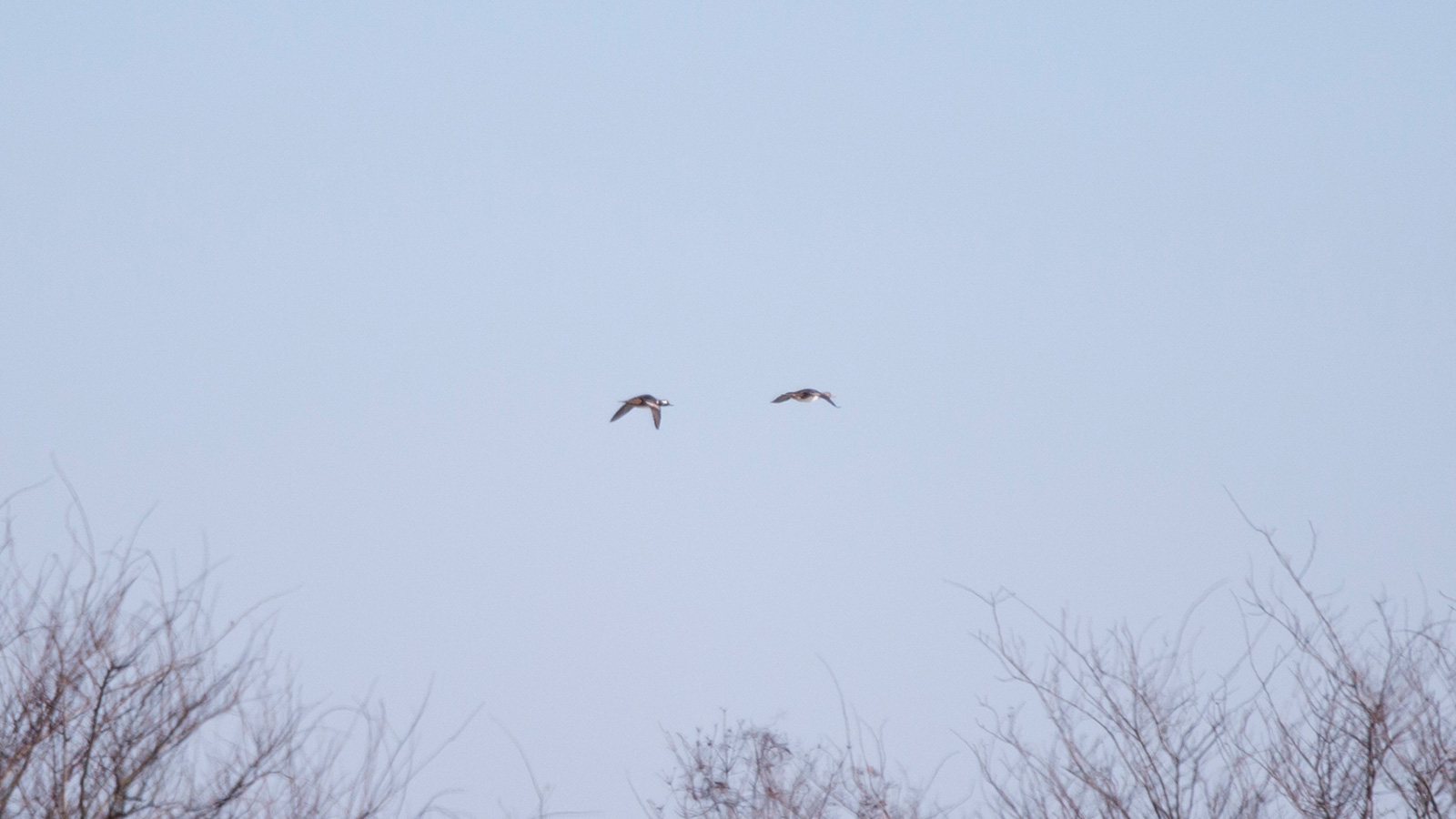 Pair of bufflehead ducks flying in the sky
