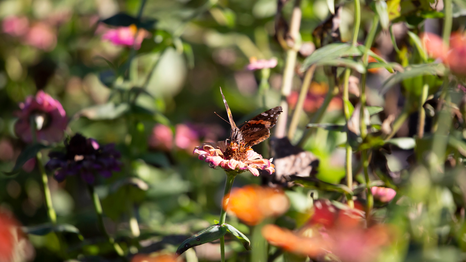 Red admiral drinking nectar from a pink flower