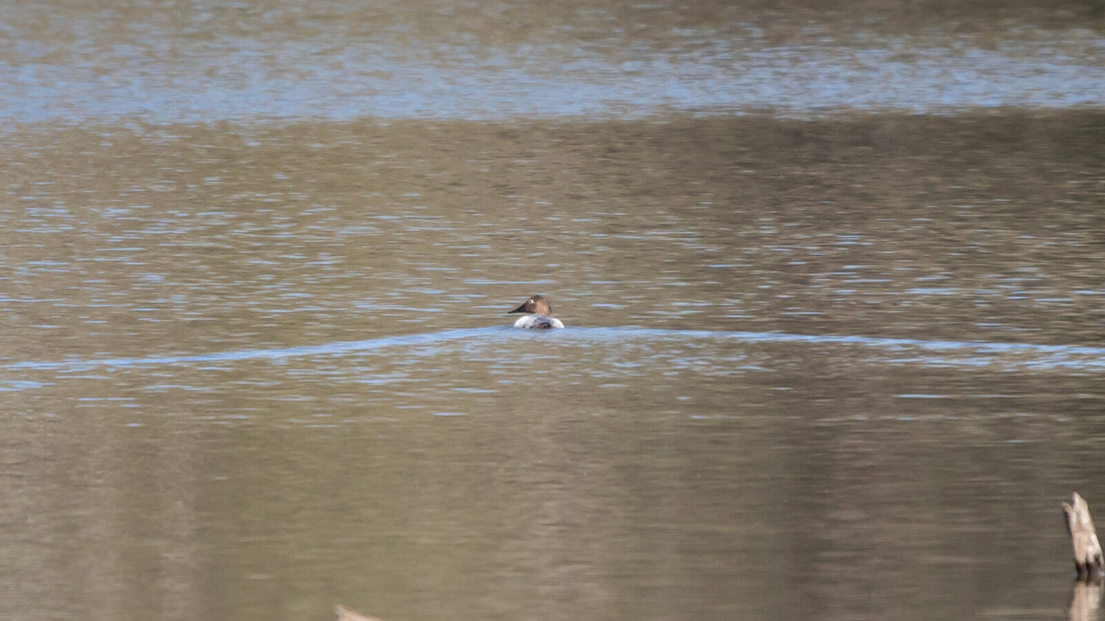 Canvasback duck swimming