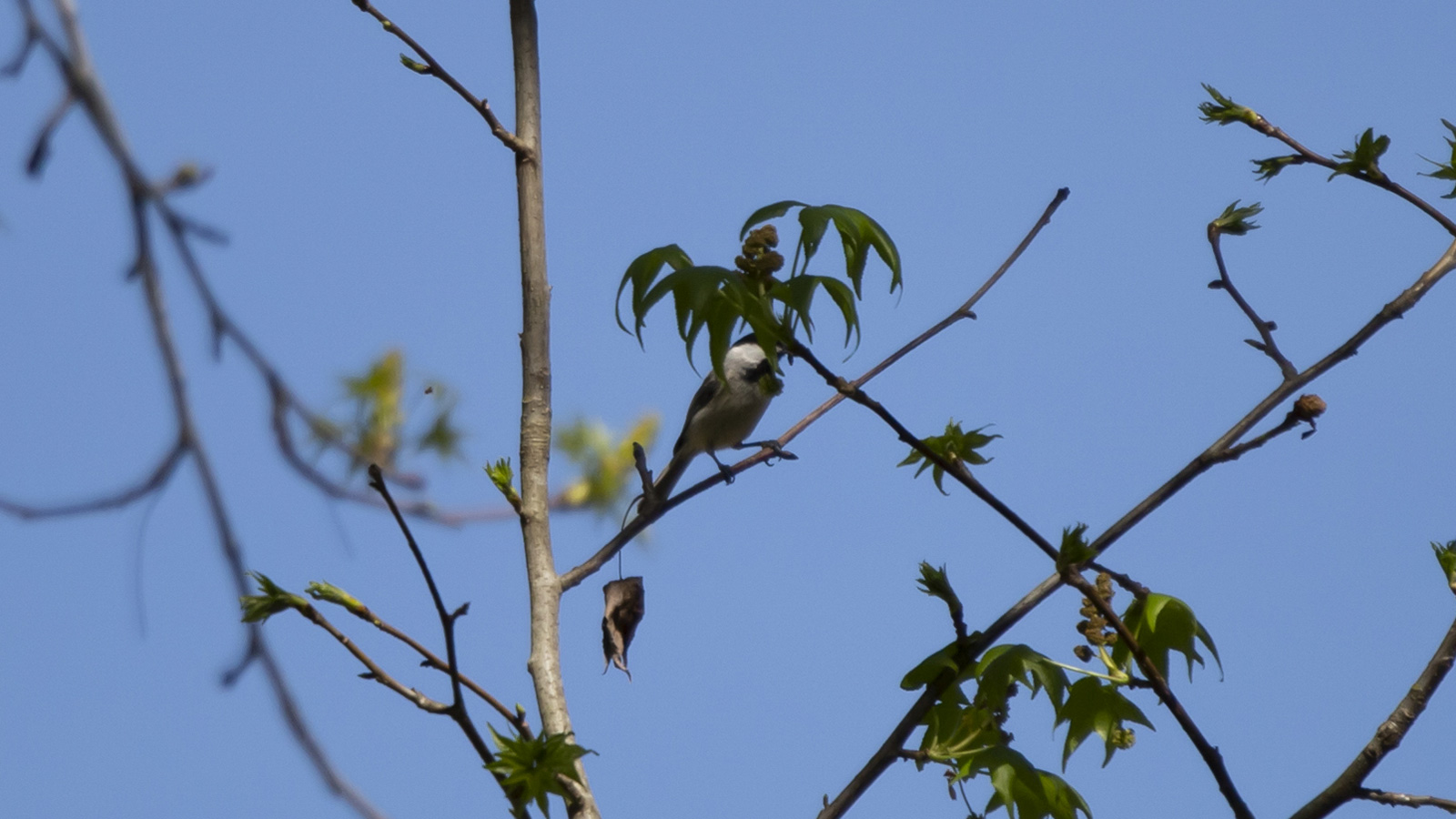 Carolina chickadee perched on a branch