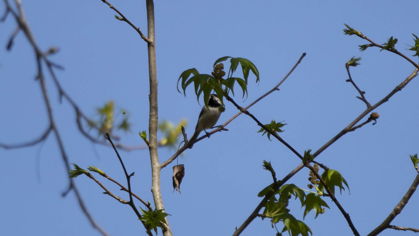 Carolina chickadee perched on a branch
