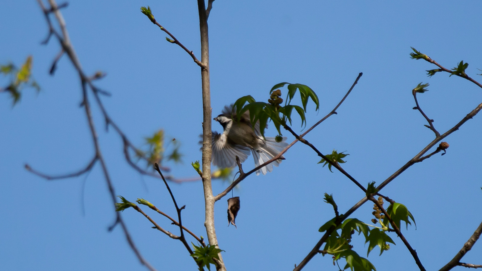 Carolina Chickadee