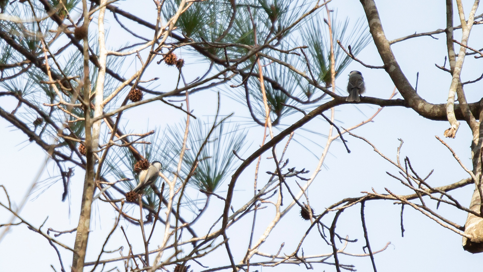 Carolina chickadee facing away