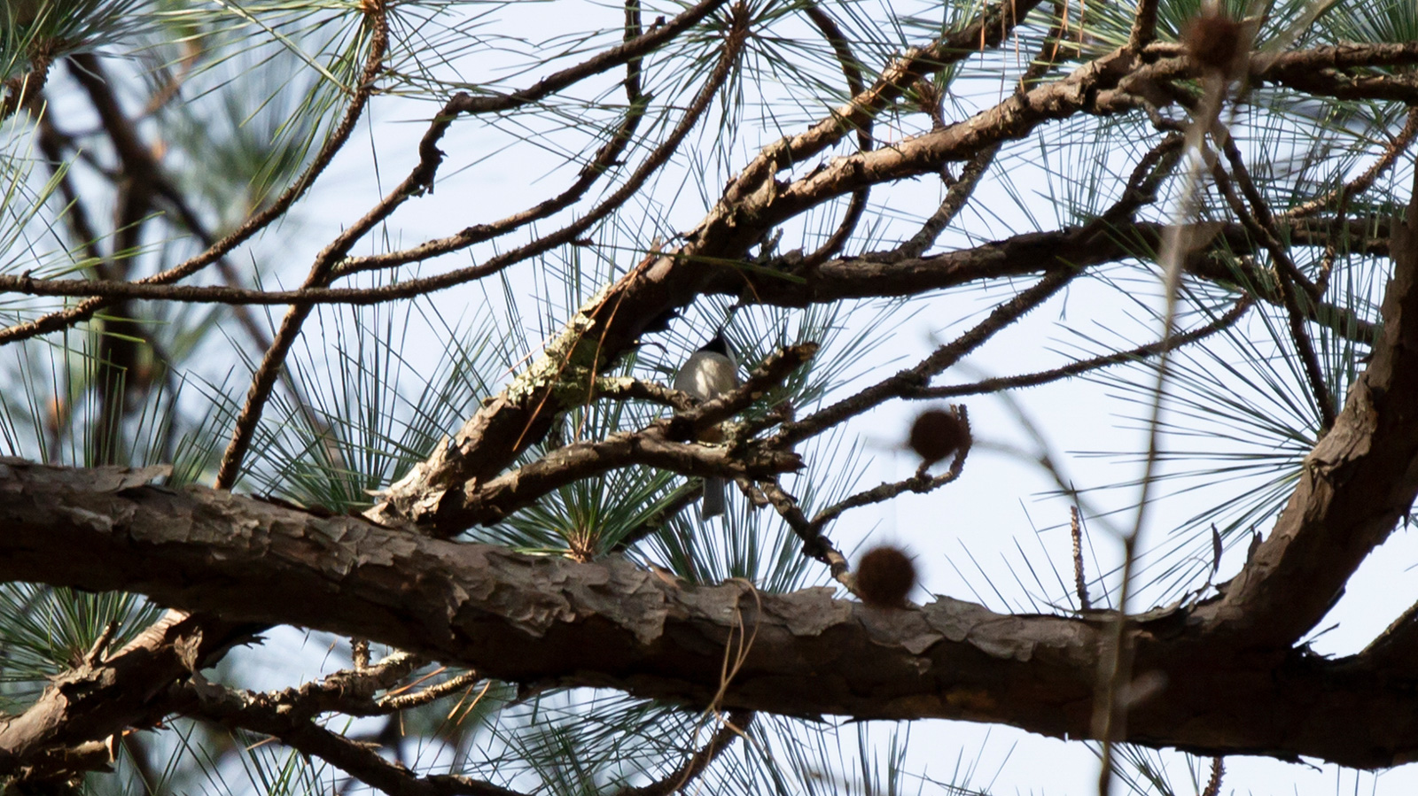Carolina chickadee perched in a tree