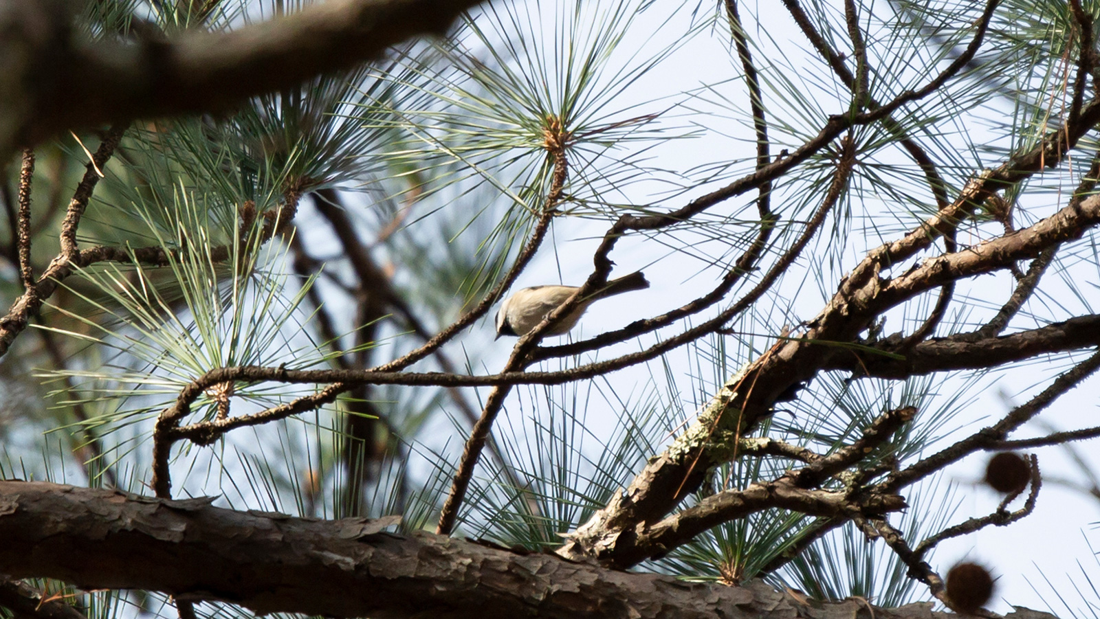 Carolina chickadee looking down