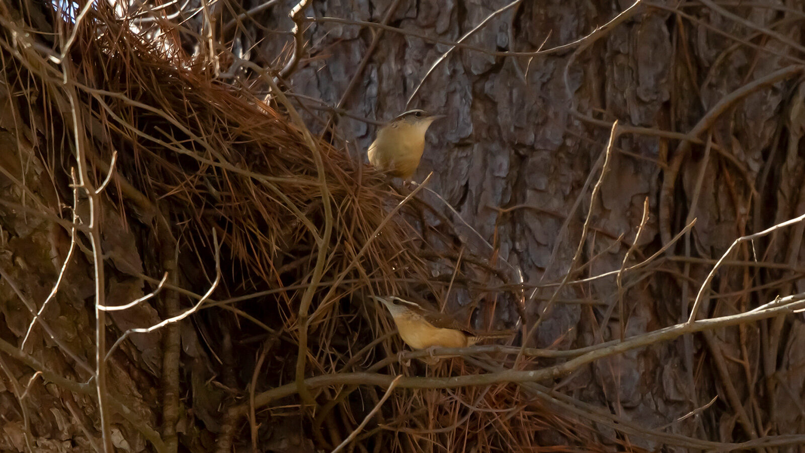 Carolina wrens perched on bramble