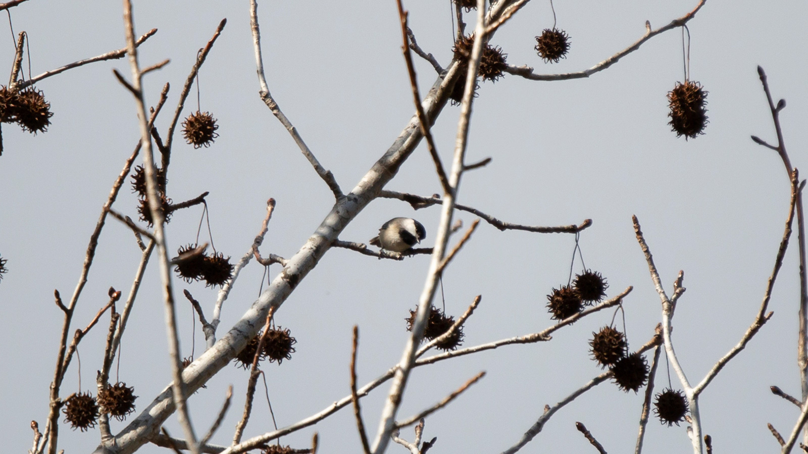 Carolina chickadee looking down