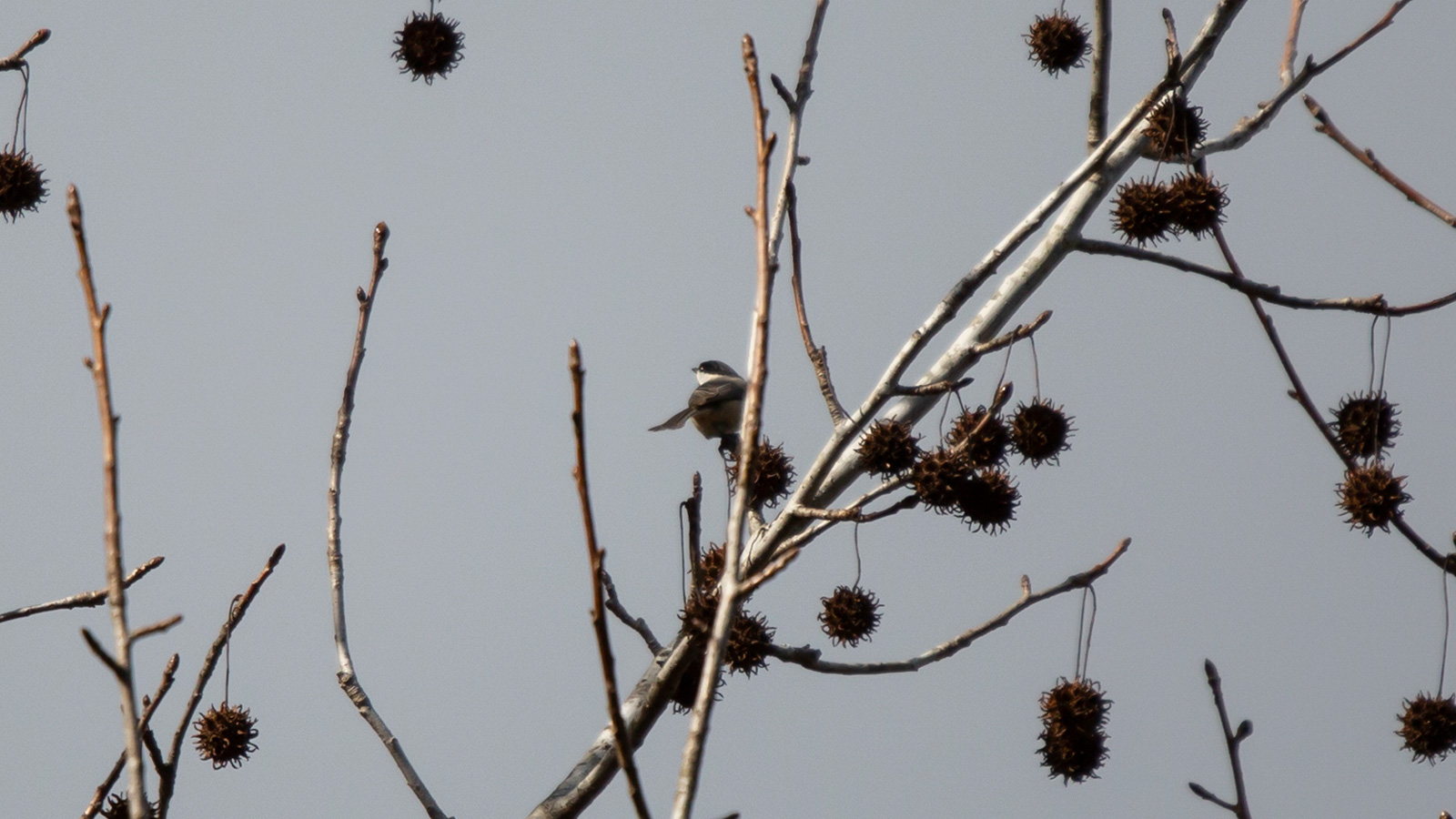 Carolina chickadee about to take off from a tree