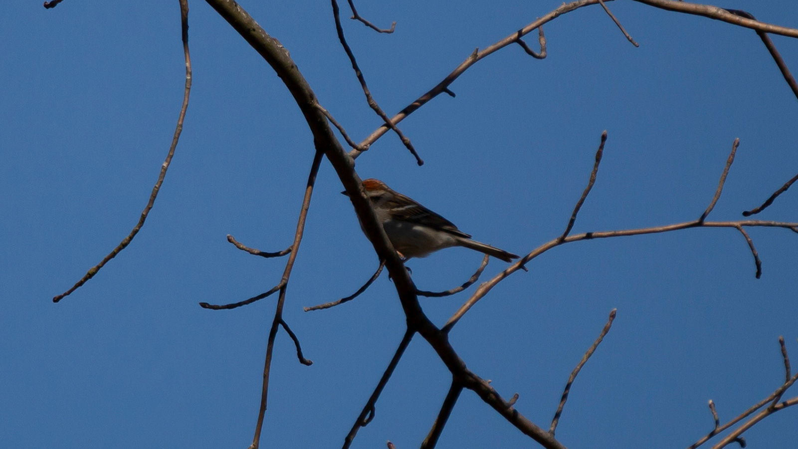 Side view of a chipping sparrow perched on a branch